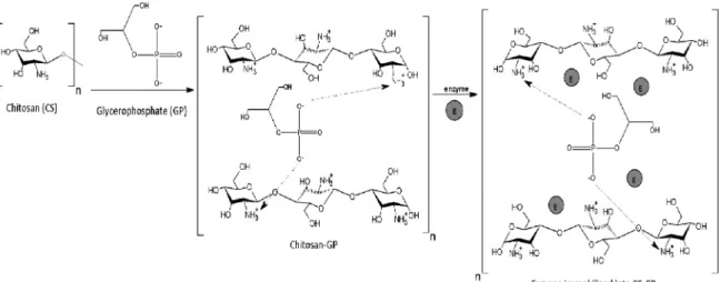 Figure 1. Hypotetic representation of CS-GP matrix formation and lipase immobilization by physical adsorption.