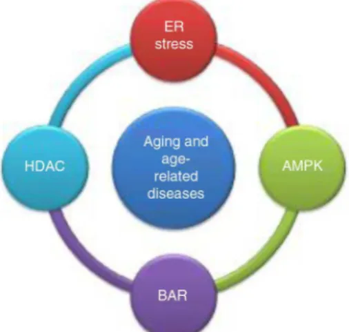 Fig. 1. The quality control theory of aging. ER stress response, HDAC processing, AMPK nutrient sensing, and beta-adrenergic receptor (BAR) signaling are systems involved in cellular activities that affect aging and age-related diseases, such as dementia, 