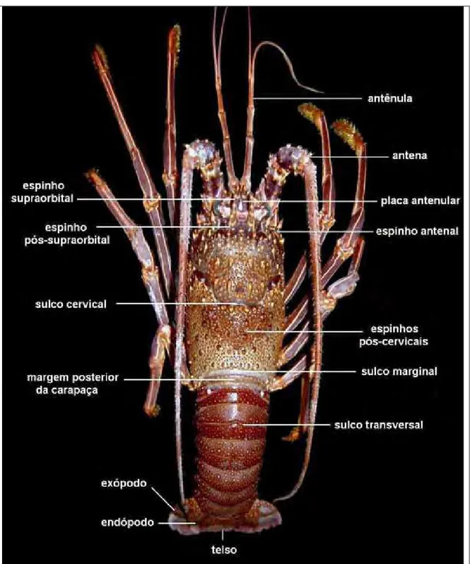 Figura 2. Principais caracteres morfológicos da família Palinuridae. 