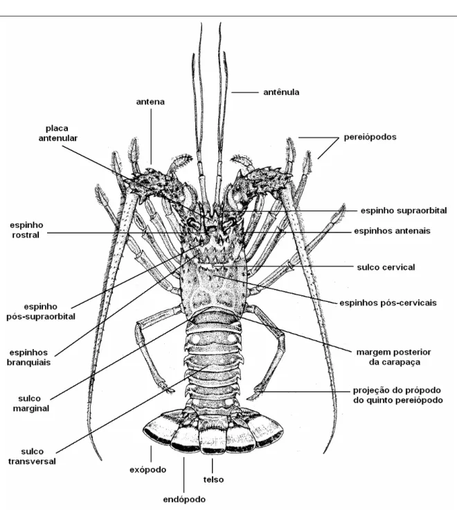 Figura 3. Desenho esquemático destacando os principais caracteres morfológicos da família  Palinuridae (modificado de Holthuis, 1991)