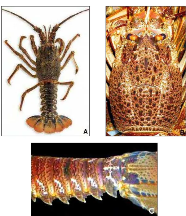 Figura 9. Jasus lalandii. A. vista dorsal, B. carapaça (vista dorsal), C. abdome (vista lateral)