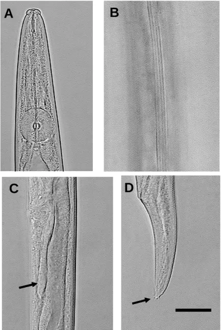 Figura 2. Fotomicrografias de Aphelenchoides besseyi Christie, 1942 extraídos de  sementes de Brachiaria brizantha (Hochst.) Stapf
