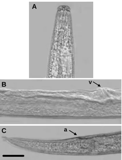 Figura 6. Fotomicrografias de Aphelenchoides sexlineatus Eroshenko, 1967  (Partenogenética) extraídos de sementes de Brachiaria brizantha (Hochst.) Stapf