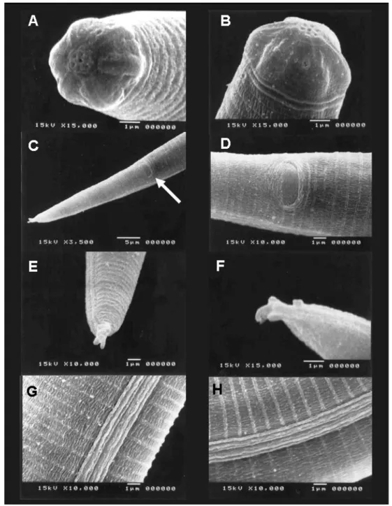Figura 7. Eletromicrografias de varredura de Aphelenchoides sexlineatus Eroshenko,  1967 (Partenogenética) extraídos de sementes de Brachiaria brizantha (Hochst.) Stapf