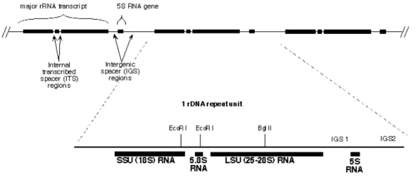 Figure 1.1 Map of fungi rRNA gene showing the internal transcribed spacer (ITS) region,  intergenic spacer (IGS) regions, 18S small subunit (SSU) and 25-28S large subunit (LSU)