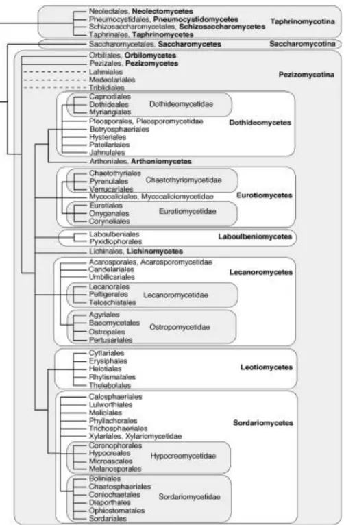 Figure 1.2 Phylogeny of the phylum Ascomyceota showing the classification of Ascomycetous yeasts  (Hibett et al