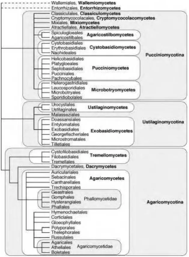 Figure 1.3. Phylogeny of the phylum Basidiomycota showing the classification of Basidiomycetous yeasts (Hibbett  et al