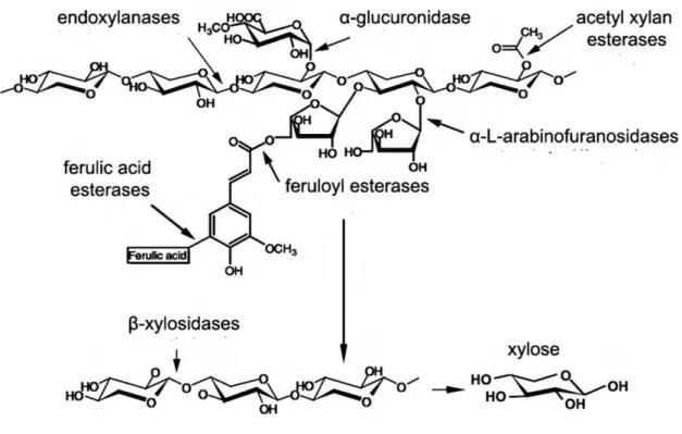 Figure 1.6 - Action of major enzymes involved in the depolymerization of xylan ( SUN et al., 2012)