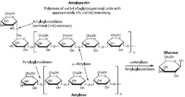 Figure 1.9. Scheme showing the actions of starch degrading enzymes (SIGMA, 2007)  