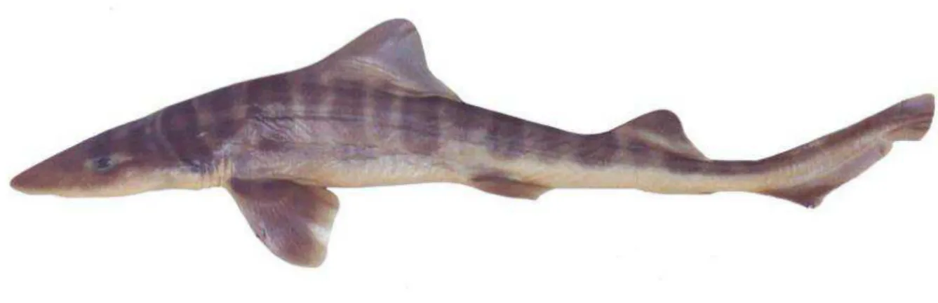 Figure  2.  Mustelus  fasciatus,  407  mm TL  juvenile  female,  Rio  Grande  do  Sul  coast,  South  Brazil  (Photo: 
