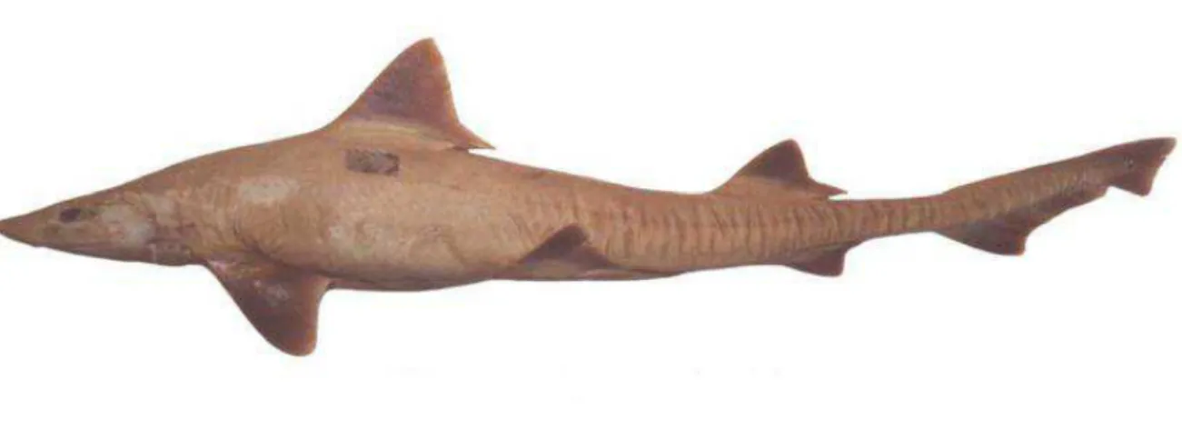 Figure  3.  Mustelus  higmani,  459  mm  TL  adult  male, north  Rio  de  Janeiro  coast,  Southeast  Brazil  (Photo: 