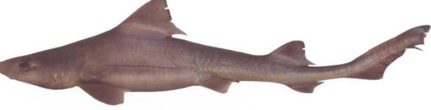 Figure  5.  Mustelus  schmitti,  356  mm  TL  juvenile  male,  Rio  Grande  do  Sul  coast,  South  Brazil  (Photo:  Otto  Gadig) 