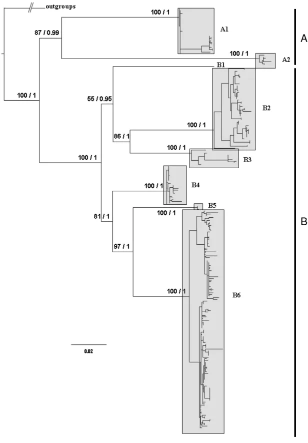 Figure  3.  Maximum  Likelihood  phylogeny  of  the  combined  mitochondrial  fragments  (CO1+ND2+16S)