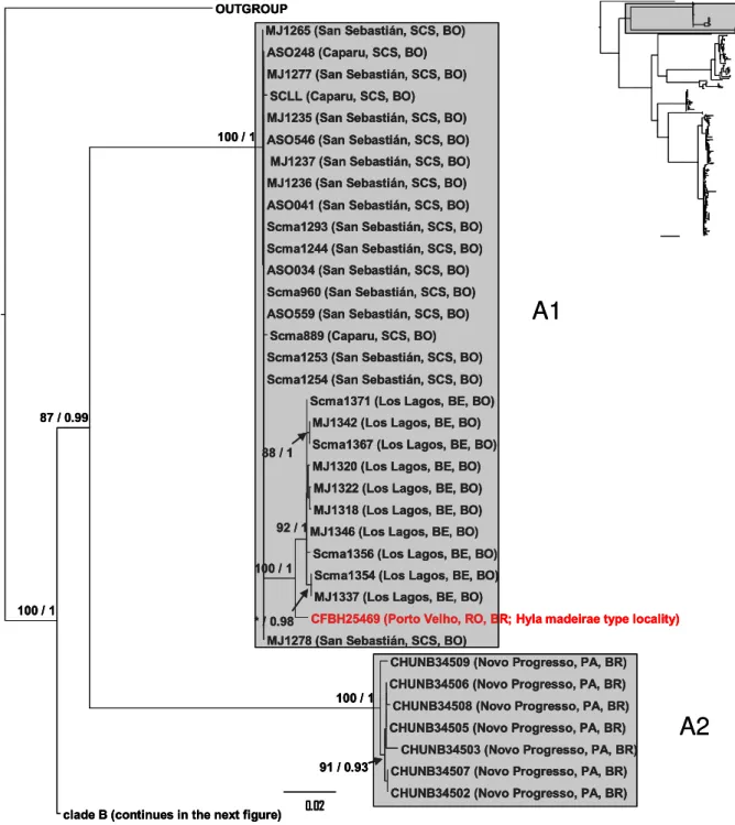 Figure  4.  Maximum  Likelihood  phylogeny  of  the  combined  mitochondrial  fragments  (CO1+ND2+16S) showing the clade A in detail