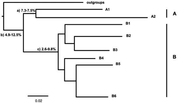 Figure 8. Schematic mitochondrial tree showing the 16S divergence values (uncorrected p-distance)