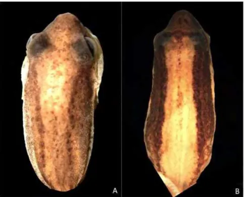 Figure  9.  Dorsal  view  showing  the  dorsolateral  stripes.  A)  convergent  dorsolateral  stripes  (MZUSP  73663;  Hyla  madeirae,  holotype),  B)  divergent  dorsolateral  stripes  (CFBH  24357; 