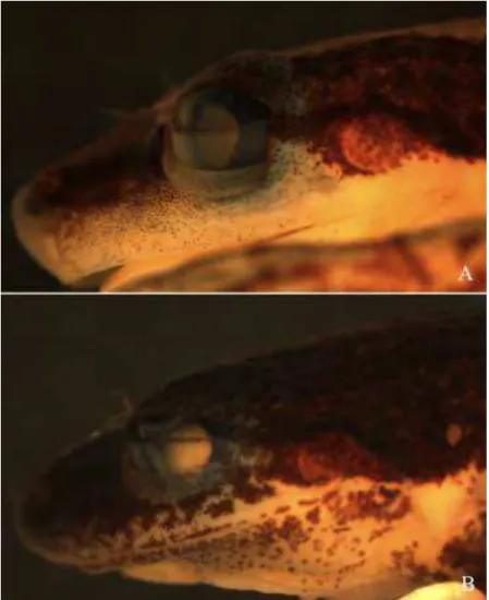 Figure 10. Lateral view of the head showing the upper lip pattern. A) finely spotted (CFBH 25437; 