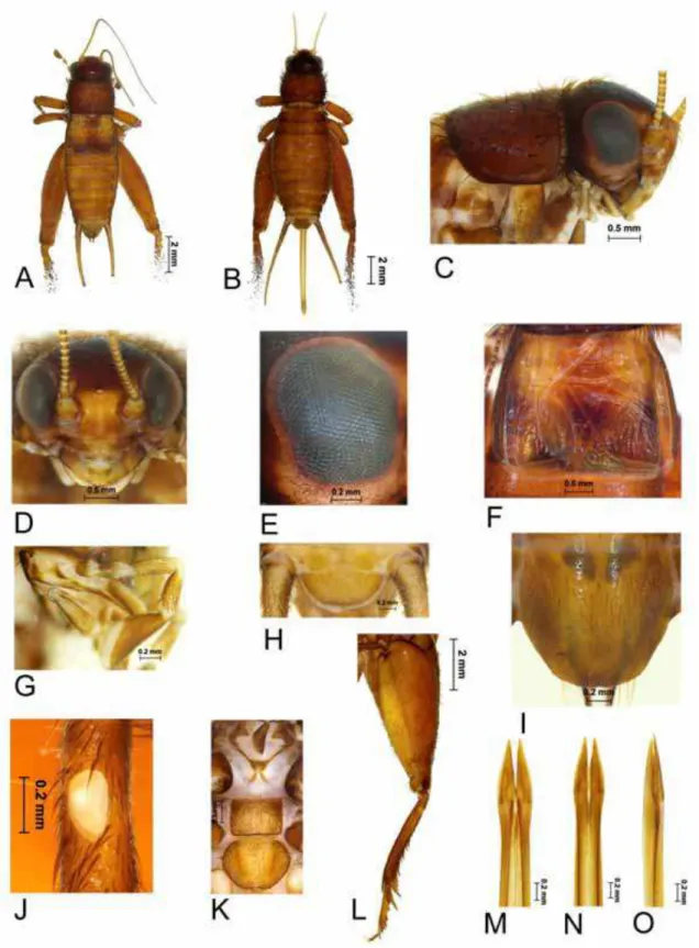 FIGURE 4. Brasilodontus itabunensis n. sp. A-  male, dorsal; B-  female, dorsal ; C-  male, lateral head and  pronotum; D- male, frontal view of head; E- male eye, perpendicular view; F- male, dorsal field of fore wings; G-  male maxillary palpi; H- male s