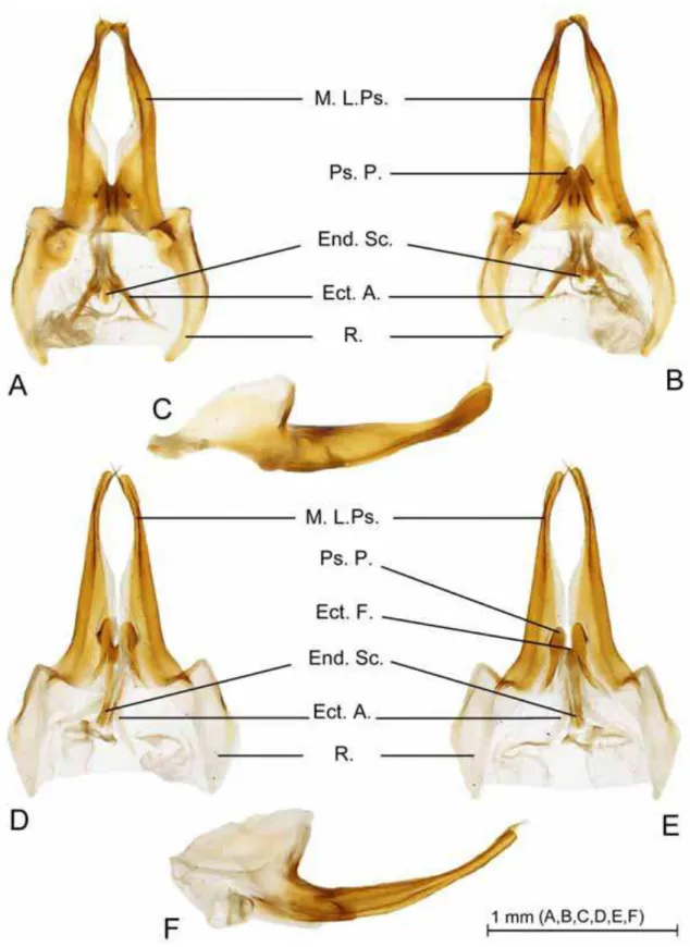 FIGURE 9.  Brasilodontus portosegurensis n. sp. male phallic complex. A—dorsal view, B—ventral view, C— 