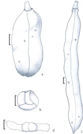 Figure 2.  Adenocalymma apterospermum: a-fruit, b-seed. A. 