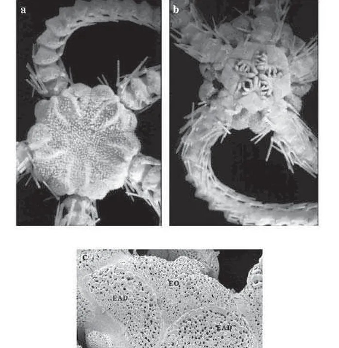 Figura 3. Ophiacantha cosmica:  a-  vista dorsal (dd= 7,72 mm); b- v. ventral (dd= 7,72 mm); c- v