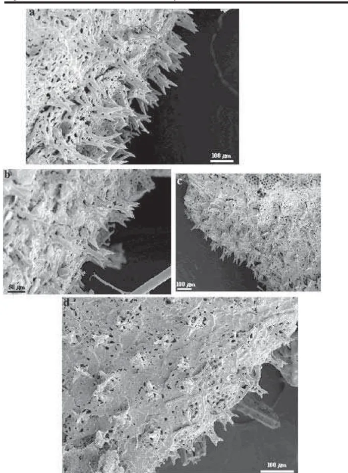Figura 5. Ophiacantha cosmica: vista parcial dorsal do disco, com detalhes dos espinhos, mostrando algumas alterações devido ao crescimento (a- dd= 7,14 mm; b- dd= 4,95 mm; c- dd= 3,55 mm; d- dd=2,36 mm).
