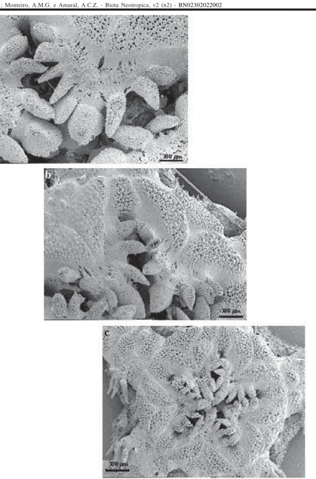 Figura 6. Ophiacantha cosmica:  vista parcial ventral do disco, com detalhes das papilas orais, mostrando algumas alterações devido ao crescimento (a- dd= 7,14 mm; b- dd= 4,95 mm; c- dd= 2,36 mm).
