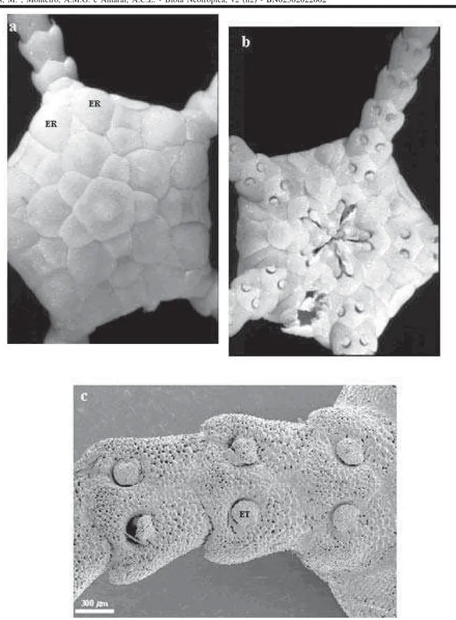Figura 9. Ophiomastus satelitae:  a- vista dorsal (dd= 5,31 mm); b- v. ventral (dd= 5,31 mm); c- primeiros segmentos braquiais ventrais, com detalhes das escamas tentaculares (dd= 5,12 mm)