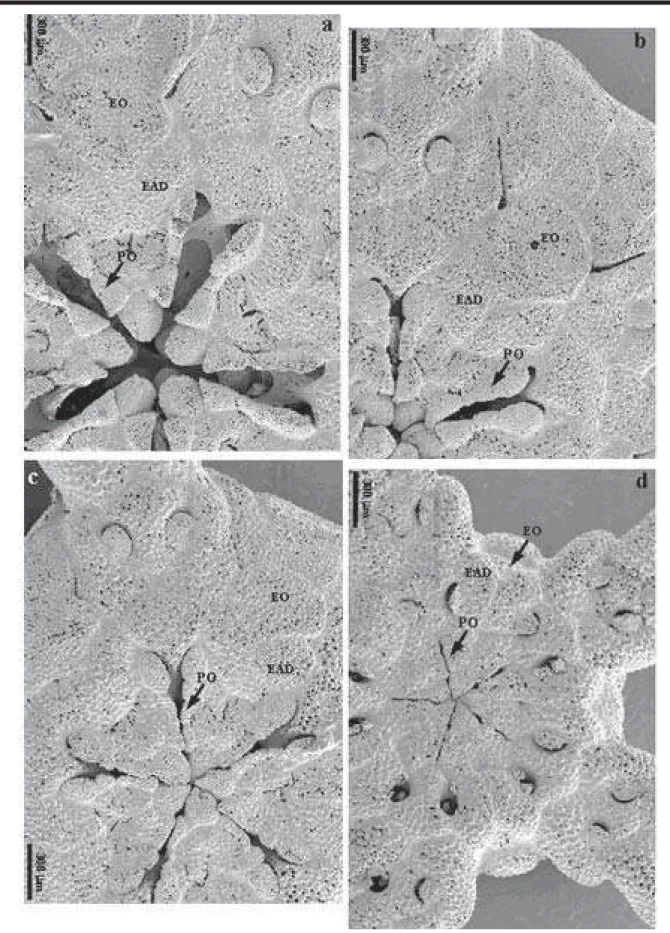 Figura 11. Ophiomastus satelitae: vista parcial ventral do disco, com detalhes das escamas, escudos oral e adorais e papilas orais, mostrando algumas alterações devido ao crescimento (a- dd= 5,12 mm; b- dd= 4,65 mm; c- dd= 3,28 mm; d- dd= 1,89 mm)