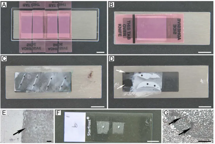 Figure 2. Section mounting on glass-CJ and PET-CJ slides for laser capture (IR-LM) and laser cutting (UV-LM)
