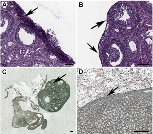 Figure 5. Tissue morphology on routine and glass-CJ slides for IR-LM of mouse normal ovarian epithelium