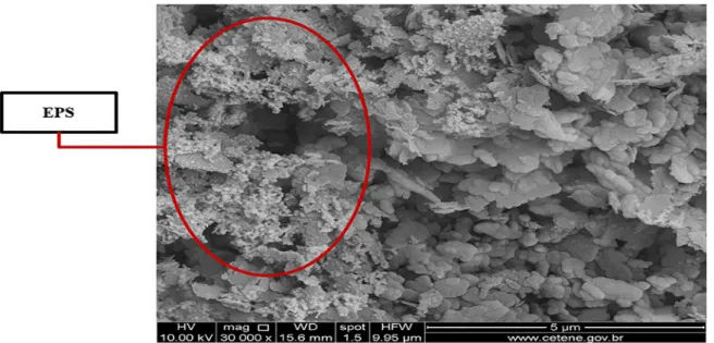 Figure 6. Microscopy of API 5LX60 carbon steel coupons with biofilm clayey soil