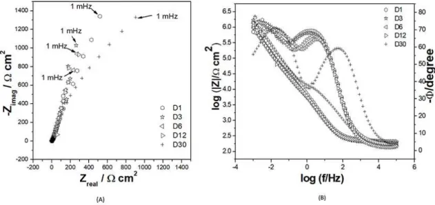 Figure 6. Experimental complex plane and Bode plots for HA sample in non-aerated and unstirred Hanks' solution without BSA for 30  days of immersion at 37 ºC: (A) complex plane plots; (B) Bode - phase angle vs