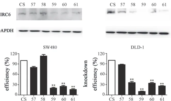 Fig 3. BIRC6 knockdown stable clones were established by lentiviral transduction. (A) BIRC6 knockdown efficiency was testified by Western blotting.