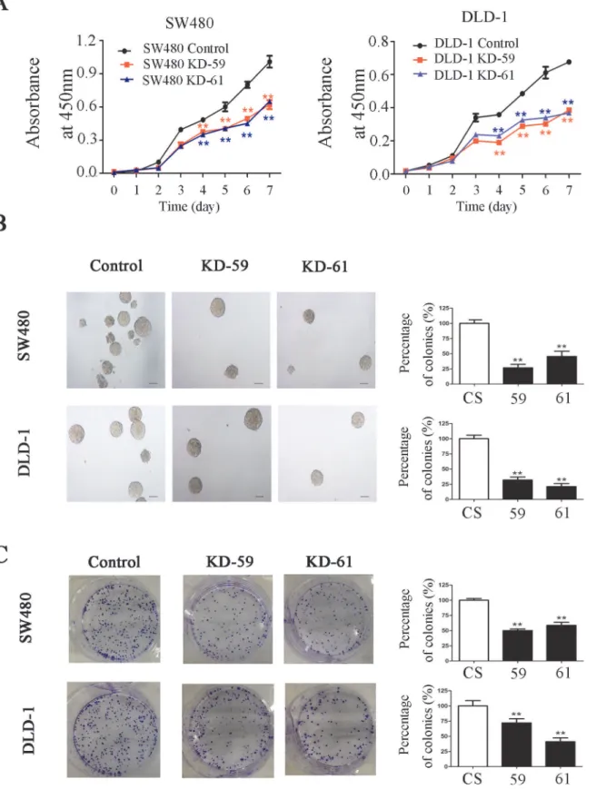 Fig 4. BIRC6 knockdown inhibited CRC cell proliferation. (A) Cell-growth curves of control (CS) and two BIRC6 knockdown clones (59 and 61)