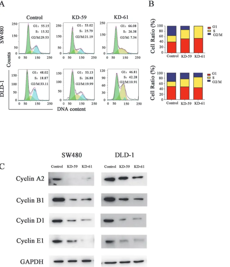 Fig 5. BIRC6 knockdown induced cell cycle arrest at S phase. (A) Representative images of cell cycle assessed by PI staining