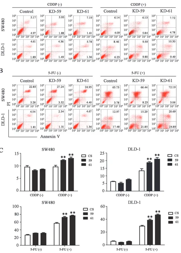 Fig 6. BIRC6 knockdown sensitized CRC cells to cisplatin (CDDP) or 5-fluorouracil (5-FU)-induced apoptosis
