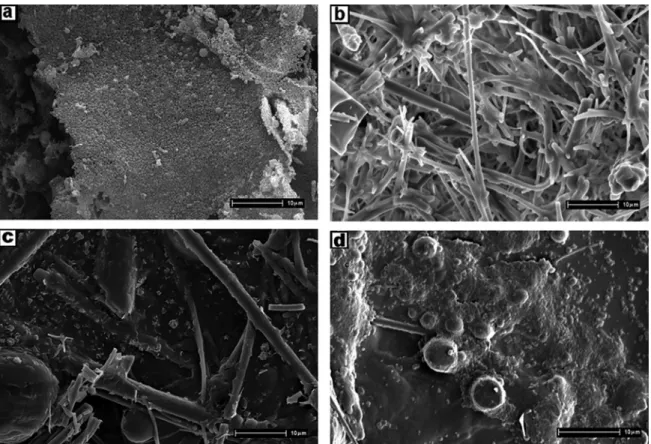 Figure 9. Micrographs of the NP-5 surface after artificial saliva assay: (a) sample at time= 0 days; (b) at 7 days; (c) at 30 days and (d) 90 days