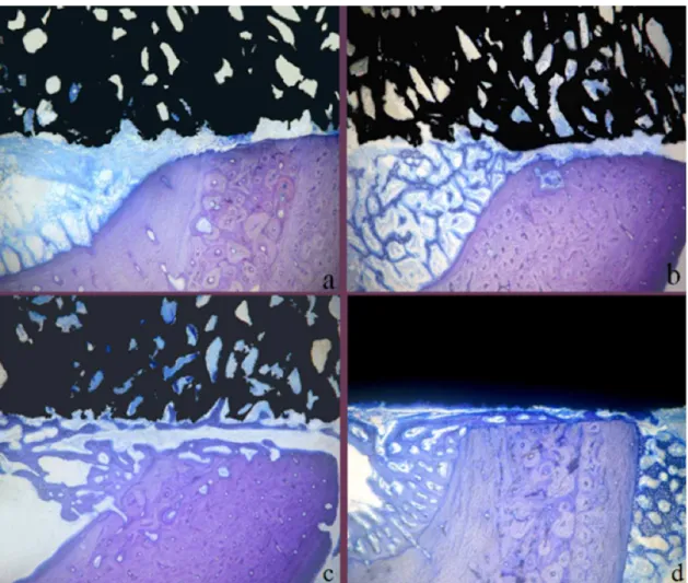 Figure 6. Initial periods at 1 week: a) panoramic vision at bone-implant interface without CaP coating (original magnification 50x); 