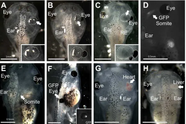 Figure 1. Stage 46 Xenopus laevis . (A) Embryo with a transplanted ear containing otoconia completely replacing the eye