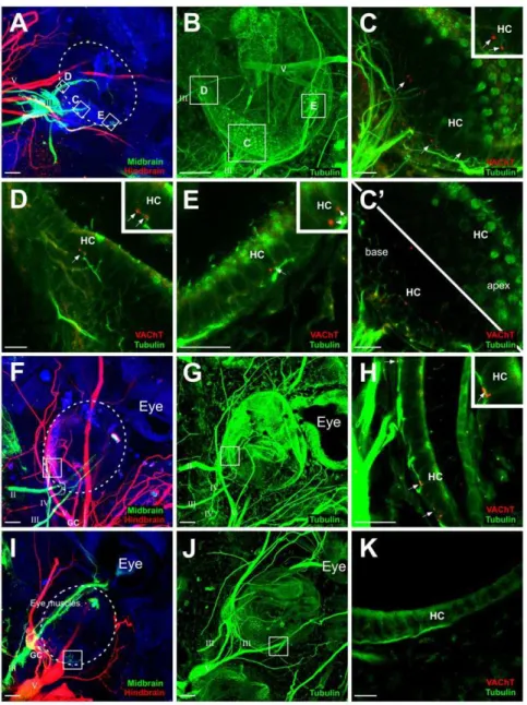 Figure 3. Efferent projections to transplanted ears. (A) Implantations of lipophilic dyes into the midbrain (green) and hindbrain (red) revealed axon projections from the oculomotor nerve (III) to hair cells of the transplanted ear (circled)