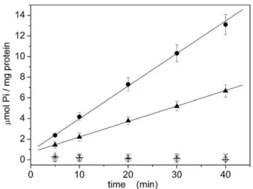 Figure 9. Hydrolytic activity for recombinant SERCA. Enzymatic activity for WT recombinant SERCA (