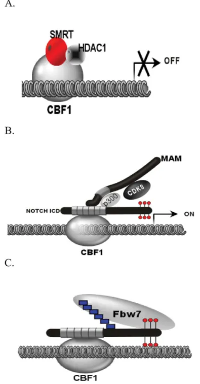 Fig 1. Overview of Notch Signaling in the Nucleus. (A) In the absence of the NICD, Notch target genes remain in a repressed state through interaction of CBF1 with corepressor complexes (SMRT and HDAC1).