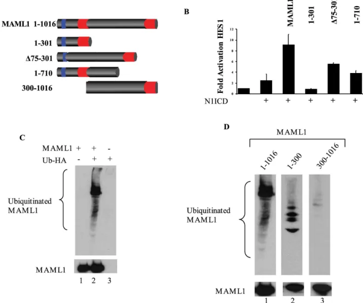 Fig 2. MAML1 is Ubiquitinated. (A) Cartoon depiction of MAML1 and the deletion constructs used in this study
