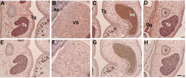 Figure 8. Antigenicity of recombinant CsTKD1 toward hel- hel-minth-infected human sera in ELISA