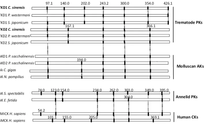 Figure 3. Expression and purification of recombinant C. sinensis TK whole, D1 and D2 domains fused to MBP in E