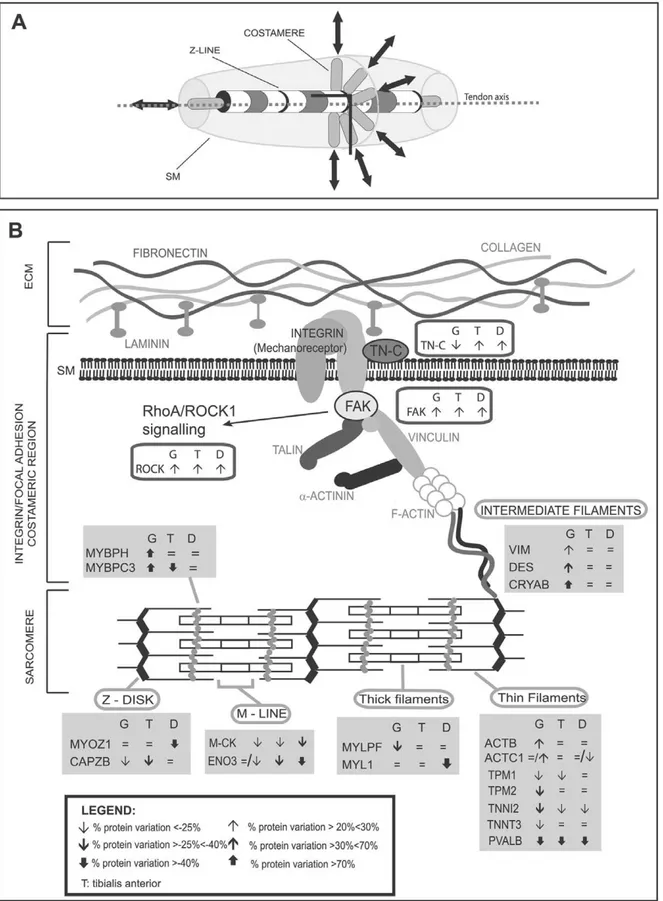 Figure 7. Costameric schematization, immunoblotting and proteomic results of proteins involved in mechanotransduction