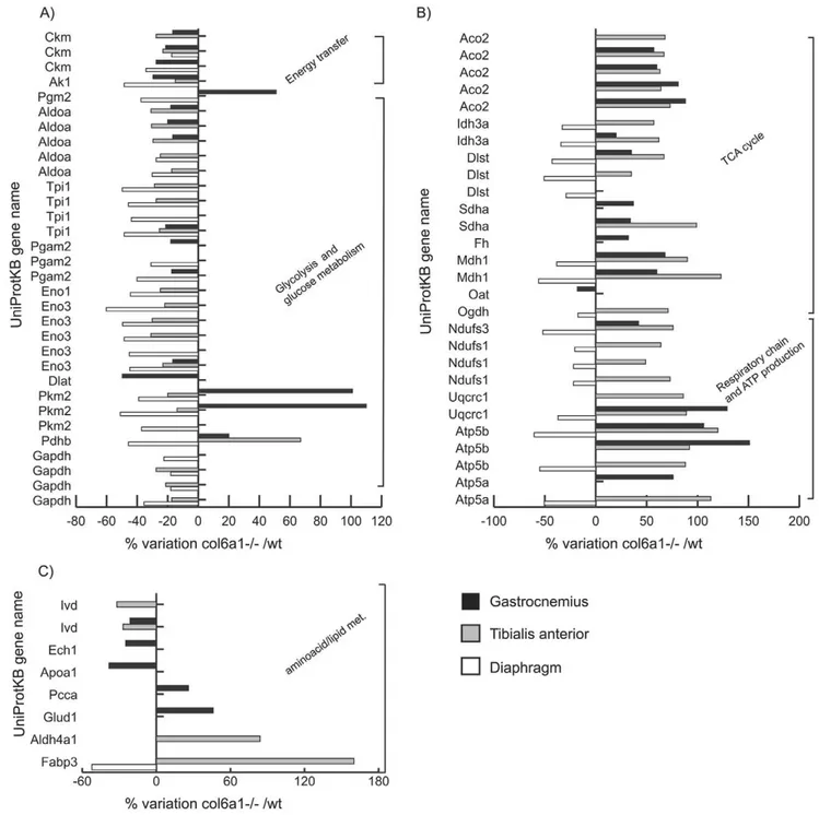 Figure 1. Histograms of differentially expressed metabolic proteins in muscles of Col6a1 2/2 versus wild-type controls