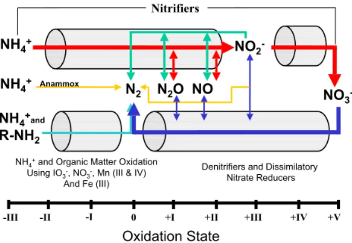 Fig. 1. This figure is re-drawn and updated from Codispoti et al. (2005). The suite of reactions supporting canonical  denitrifi-cation are shown by the red (nitrifidenitrifi-cation) and dark blue (canonical denitrification) arrows