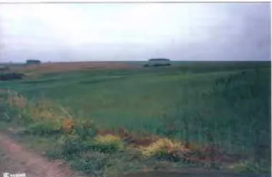 Foto nº 15 – Vista da Colônia Riograndense – período pós-colônia - Ano de 2002   (Arquivo pessoal - Lídia B